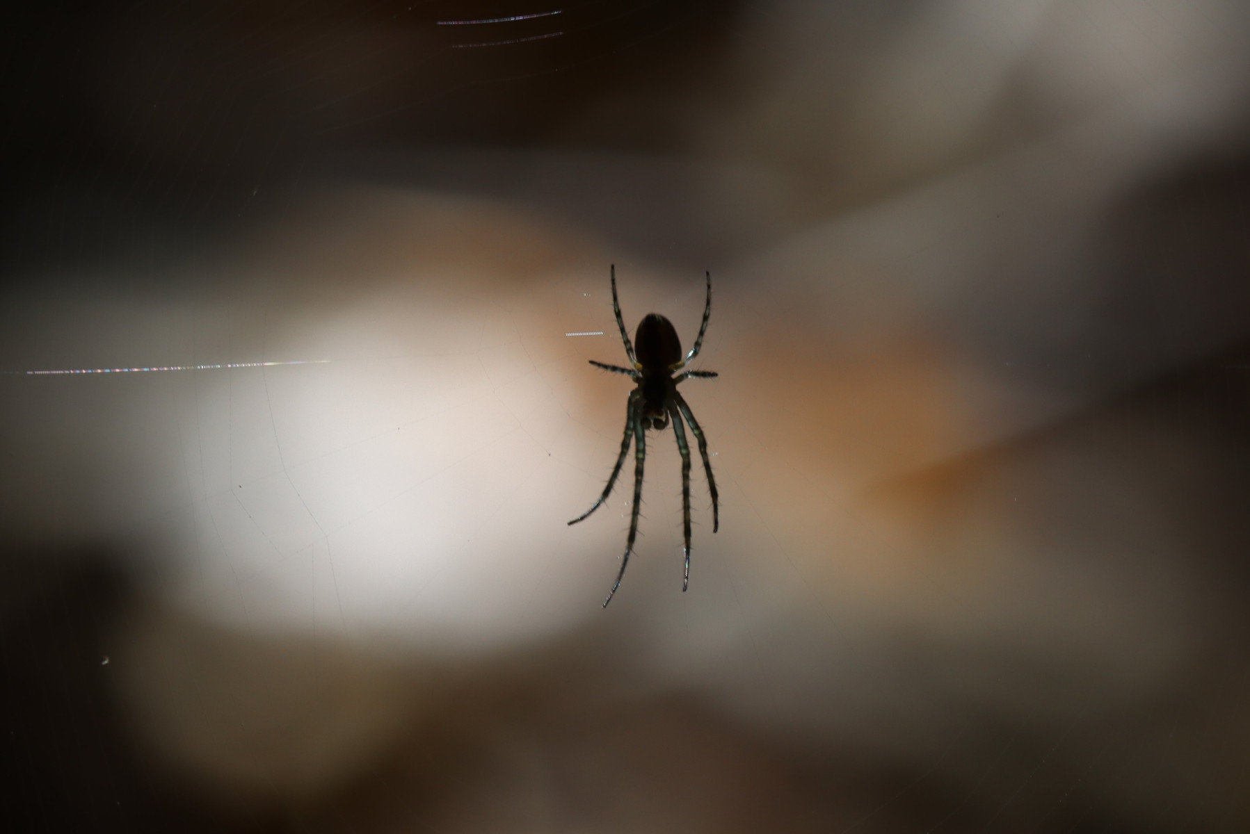 IMG 2991 aan een zijden draadje