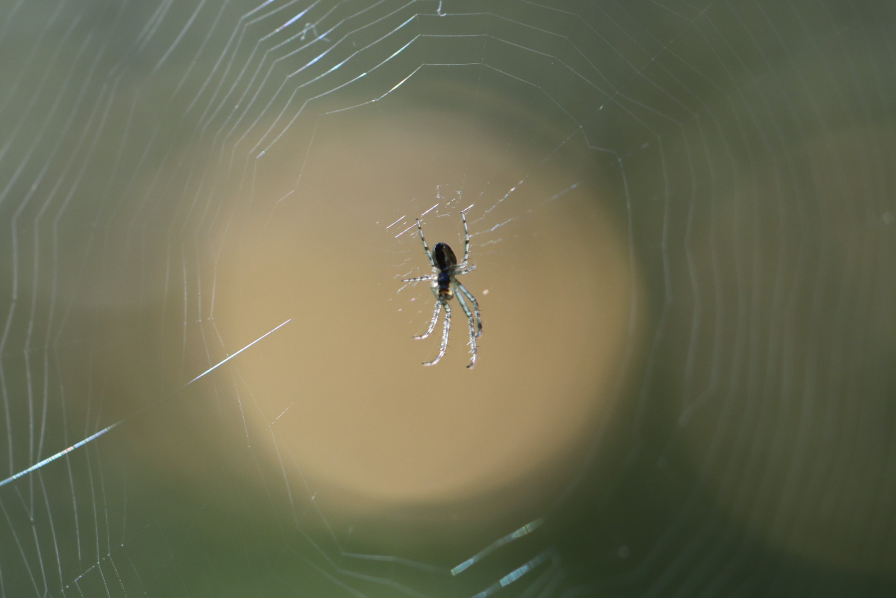IMG 3001 in het zonnetje gezet