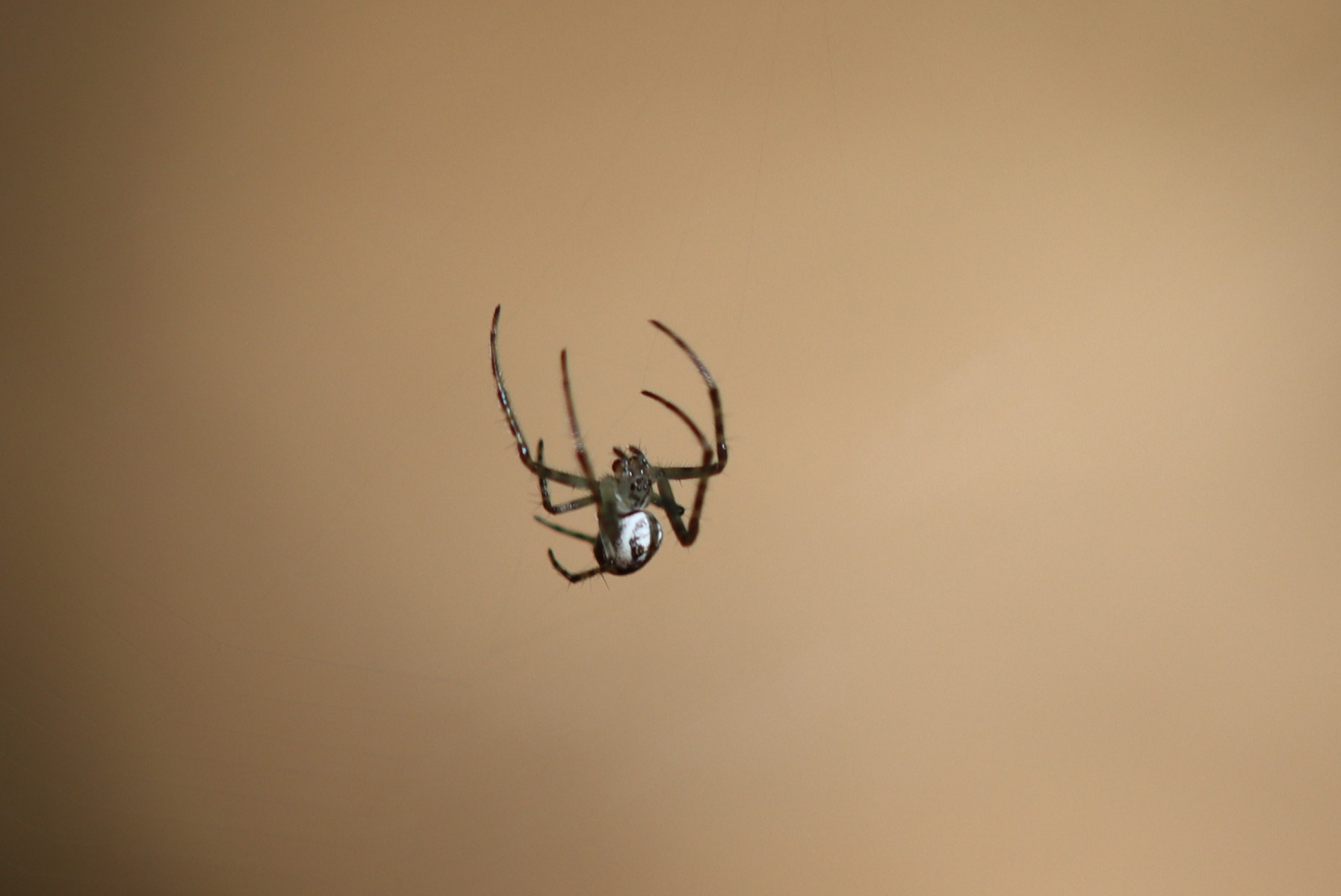 IMG 3069 spiderwoman