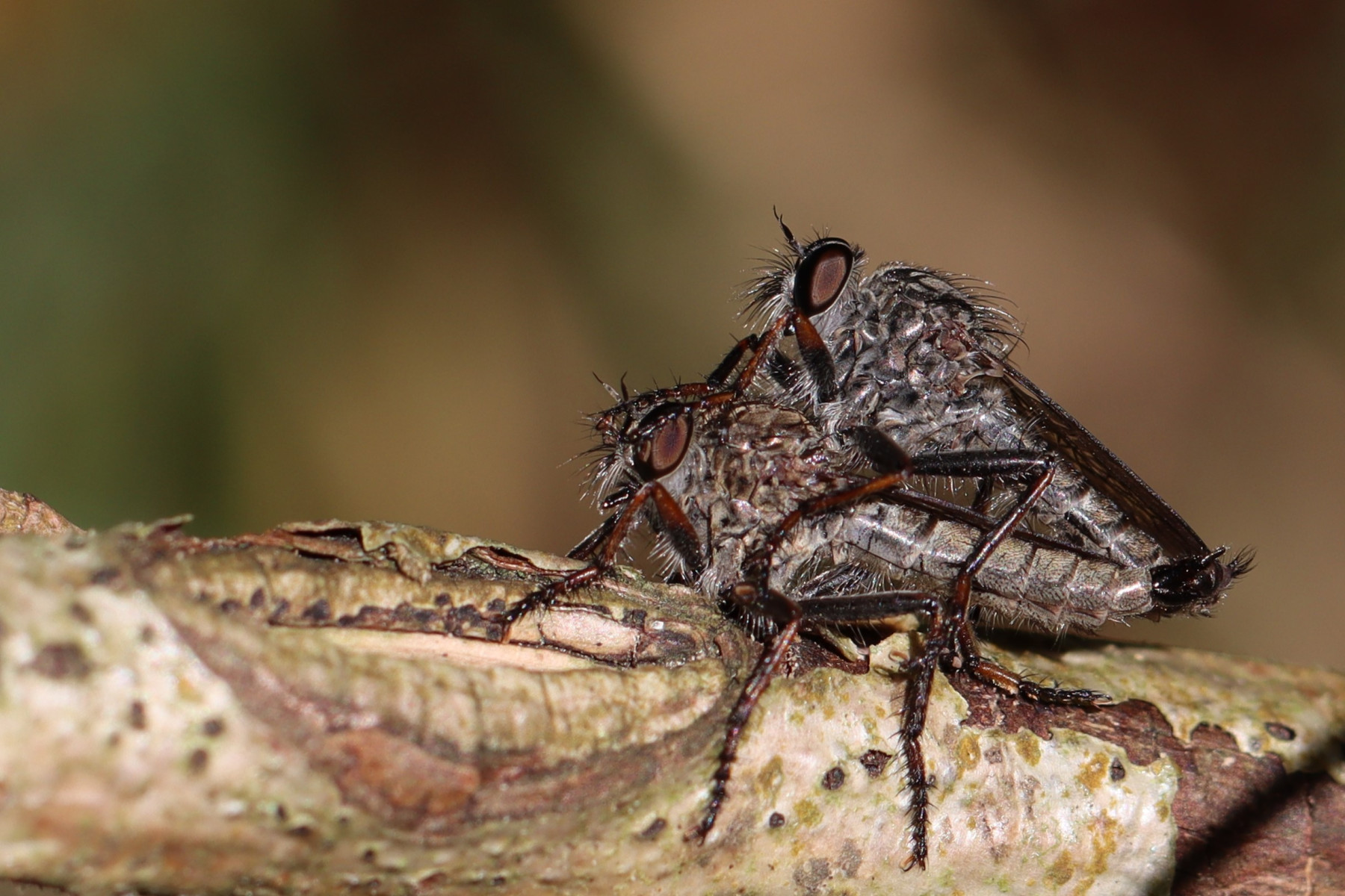 IMG 3104 oeps. betrapt