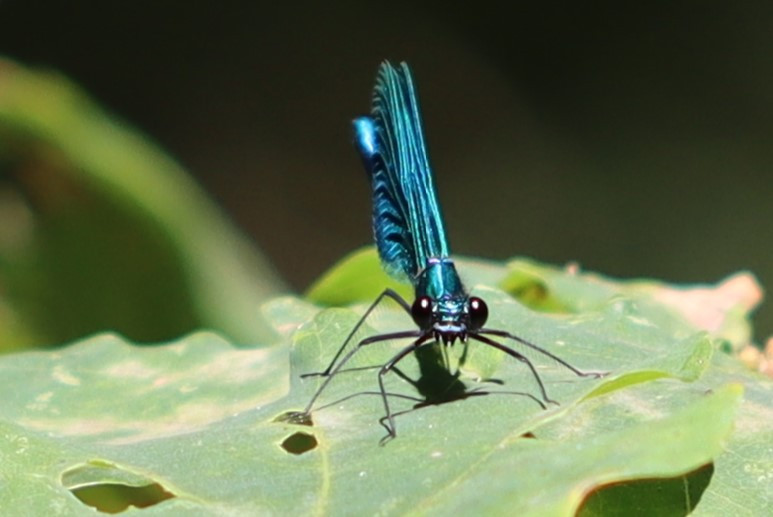 IMG 3118 weidebeekjuffer