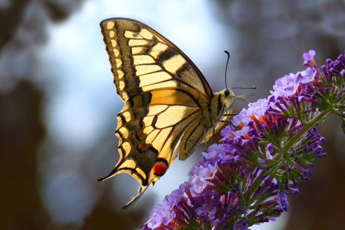 P1010938 kopie bew 3