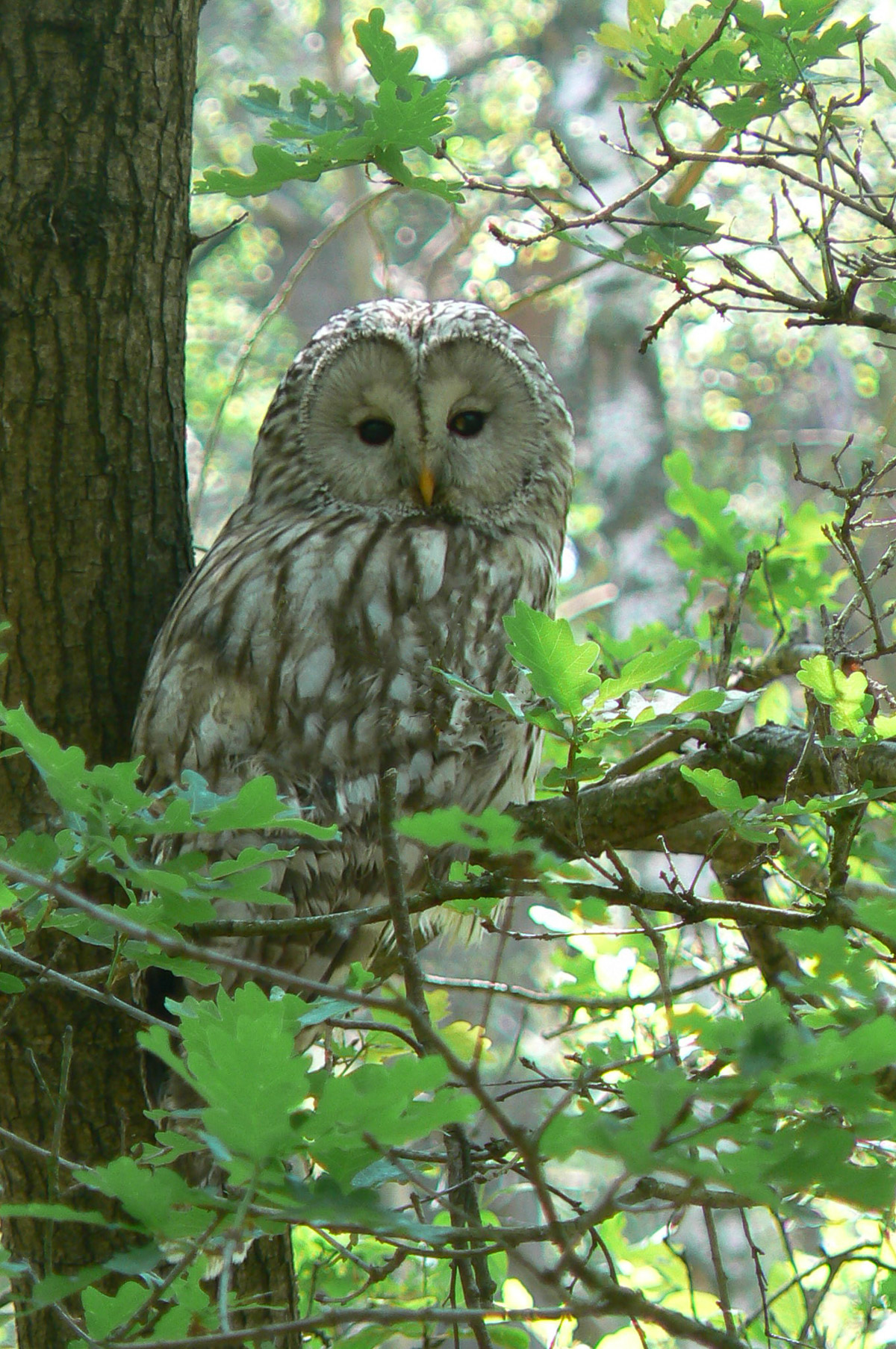 aP1020587 bewerktkopie