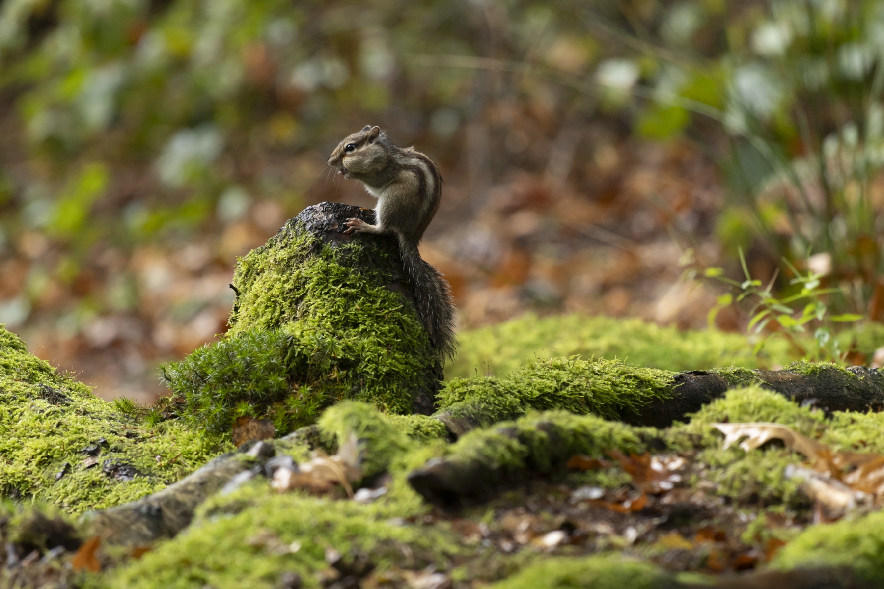 151023 Wandelbos Tilburg 8795