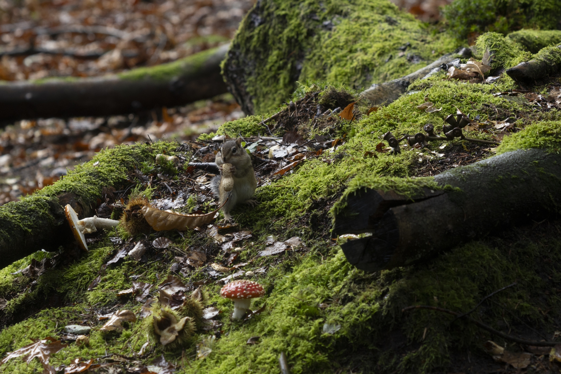 151023 Wandelbos Tilburg 8810