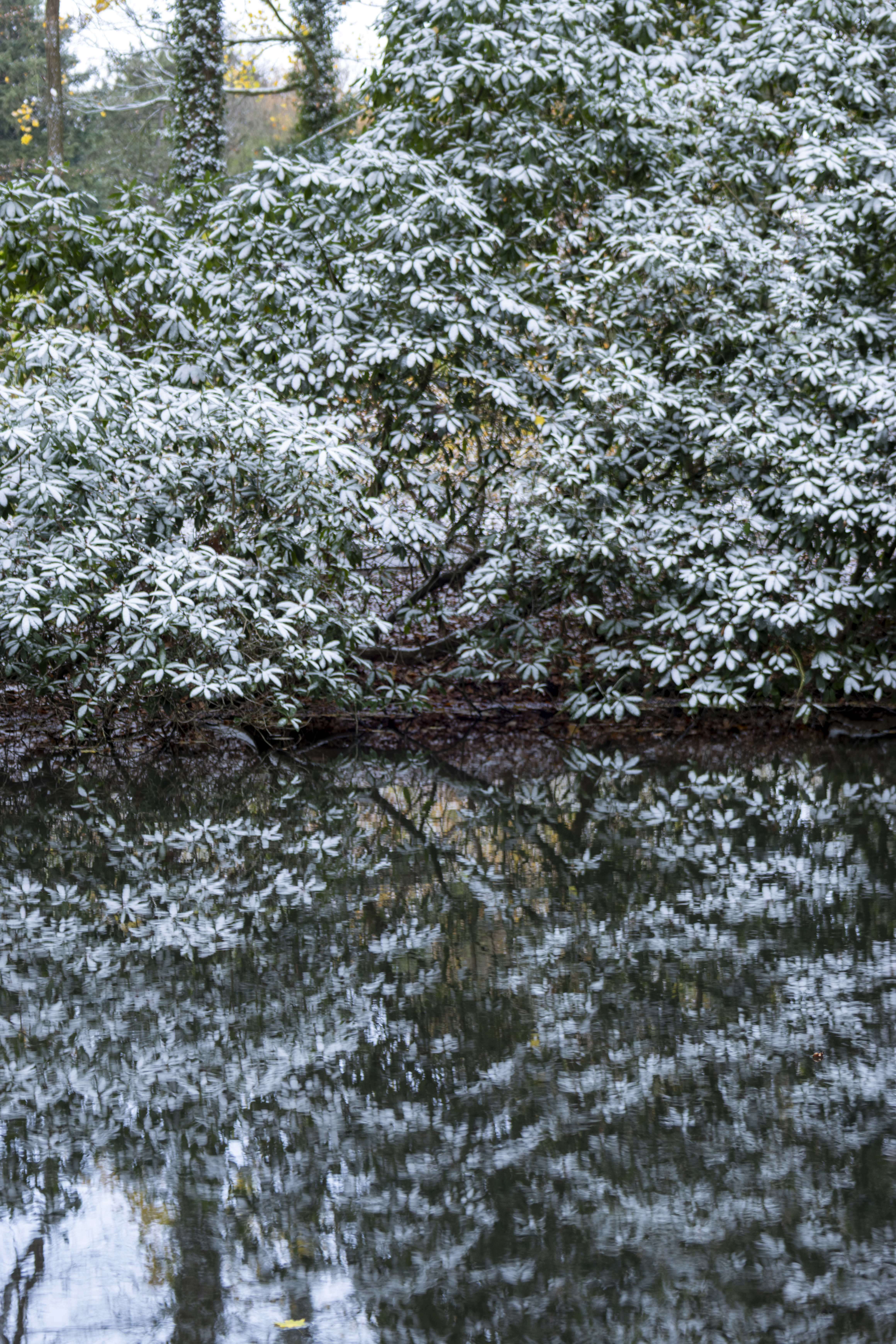 1 Hemelse Berg 231125 Oosterbeek 48A1779