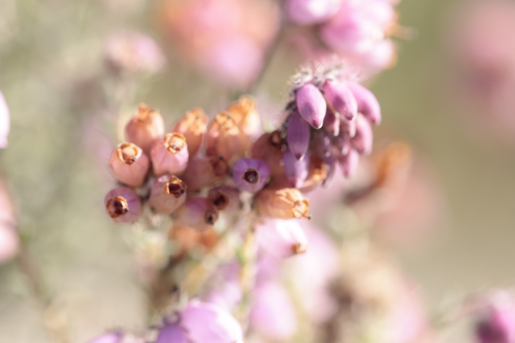 Belsversven 240825 Oisterwijk 48A1327