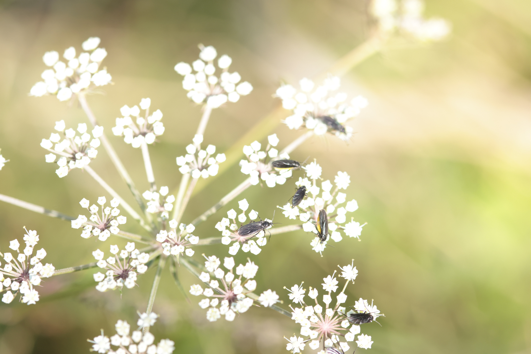 Belsversven 240825 Oisterwijk 48A1329