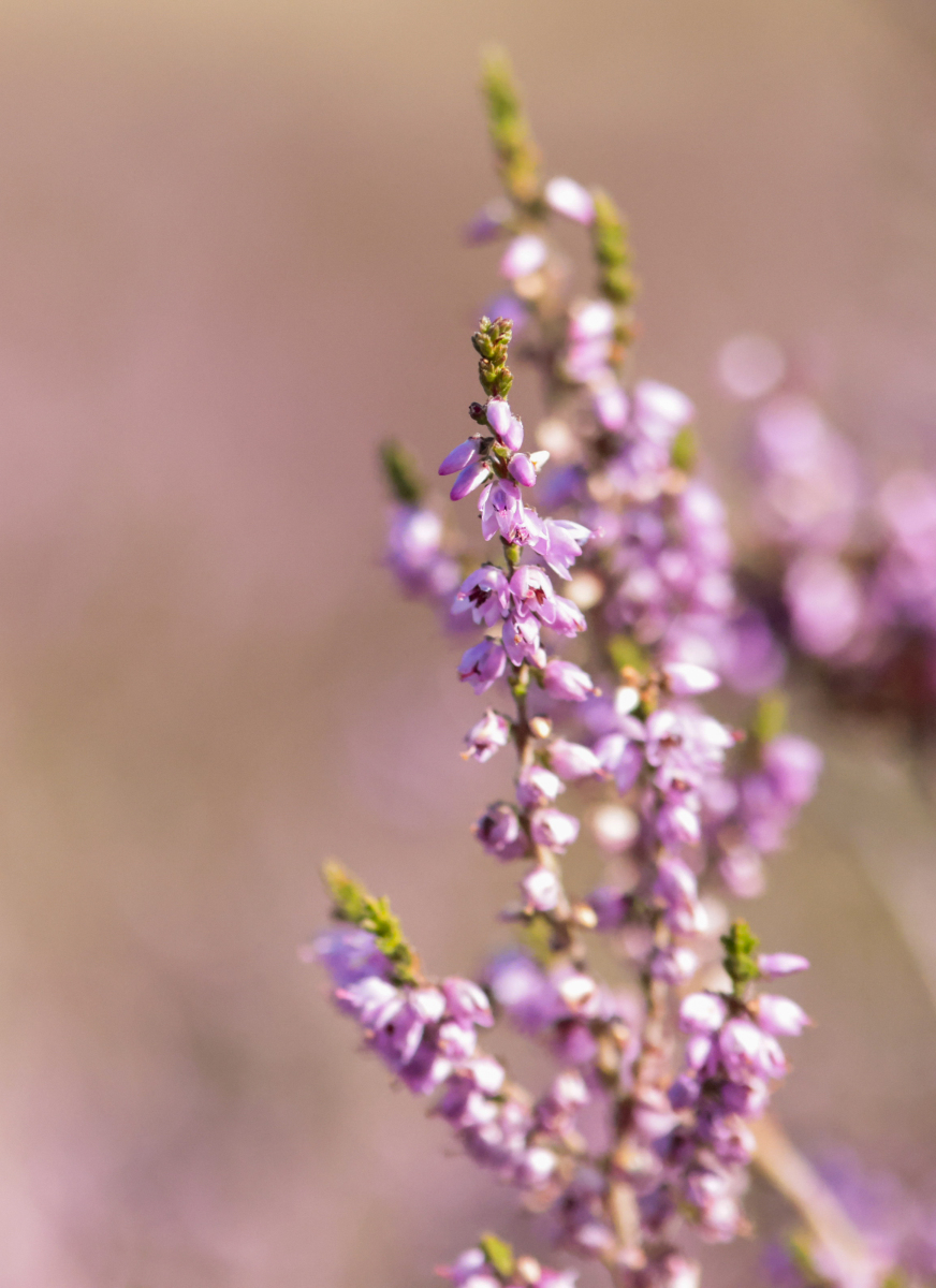 Belsversven 240825 Oisterwijk 48A1336
