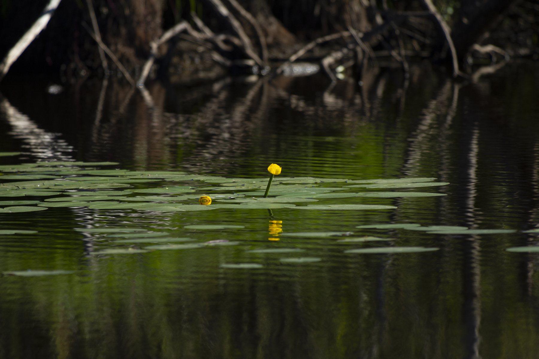 Belsversven 240825 Oisterwijk MG 7891