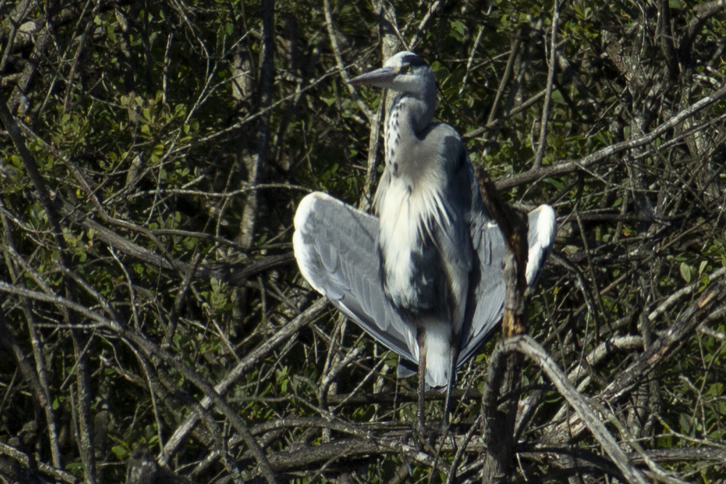 Belsversven 240825 Oisterwijk MG 7896