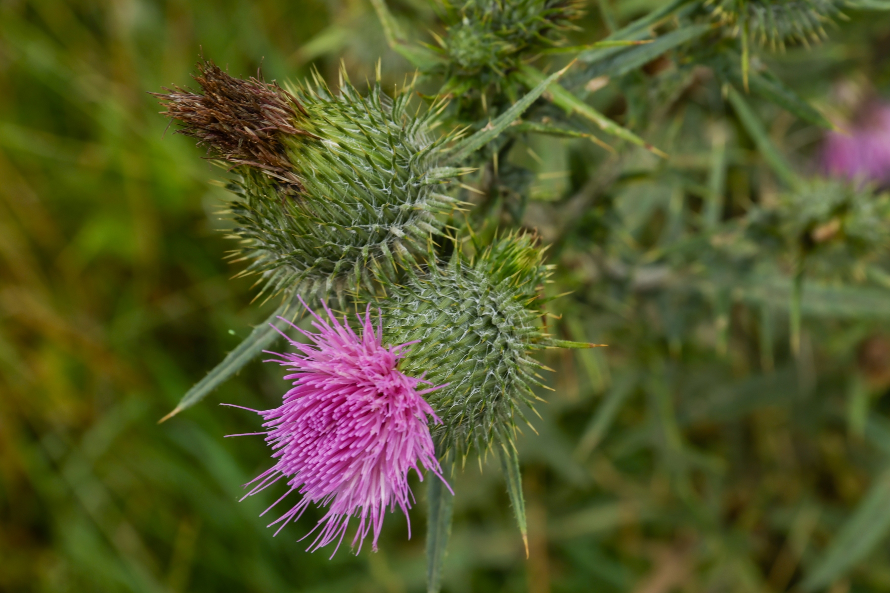 Binnenveldse Hooilanden 210724 Bennekom 48A0199