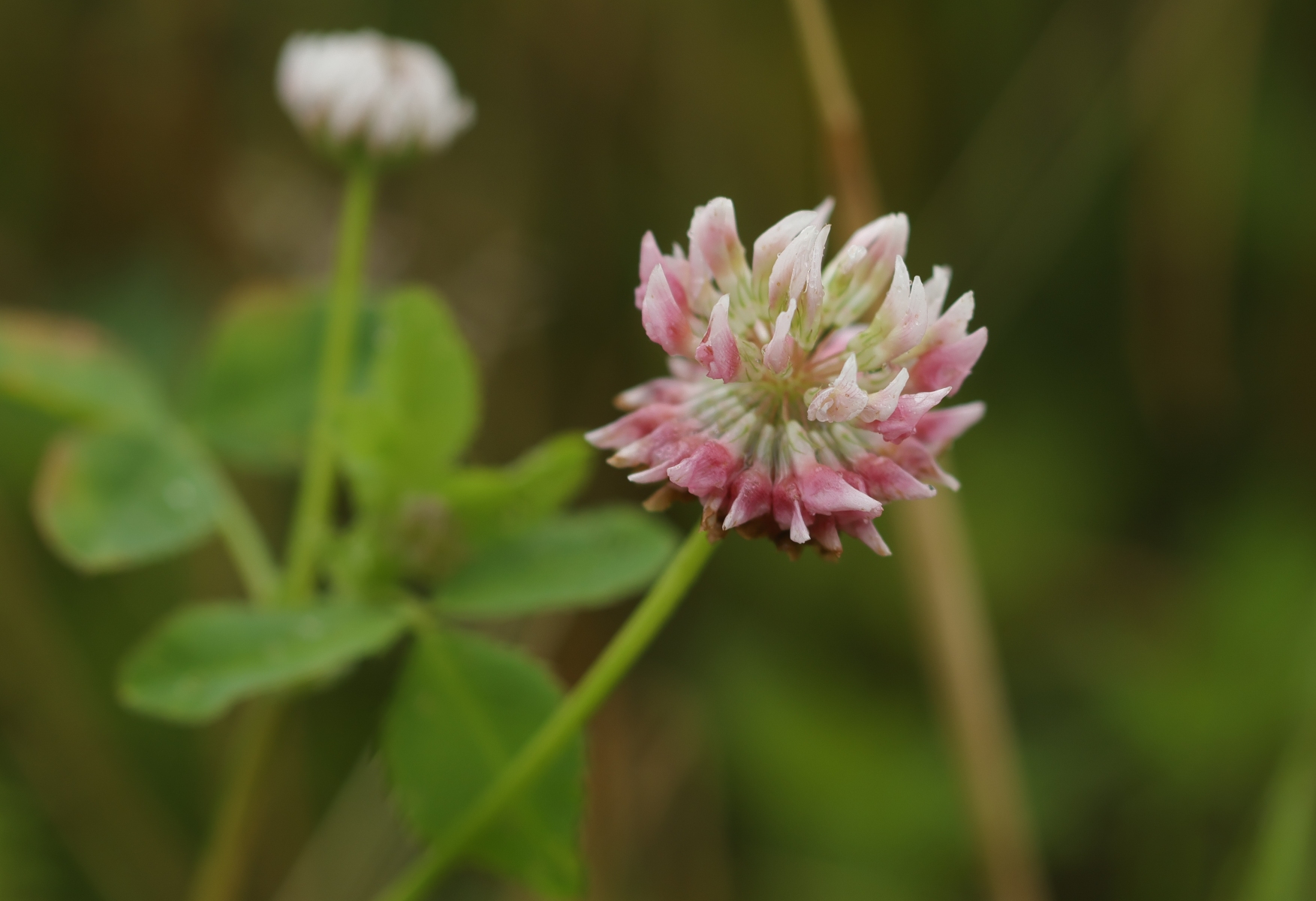 Binnenveldse Hooilanden 210724 Bennekom 48A0206