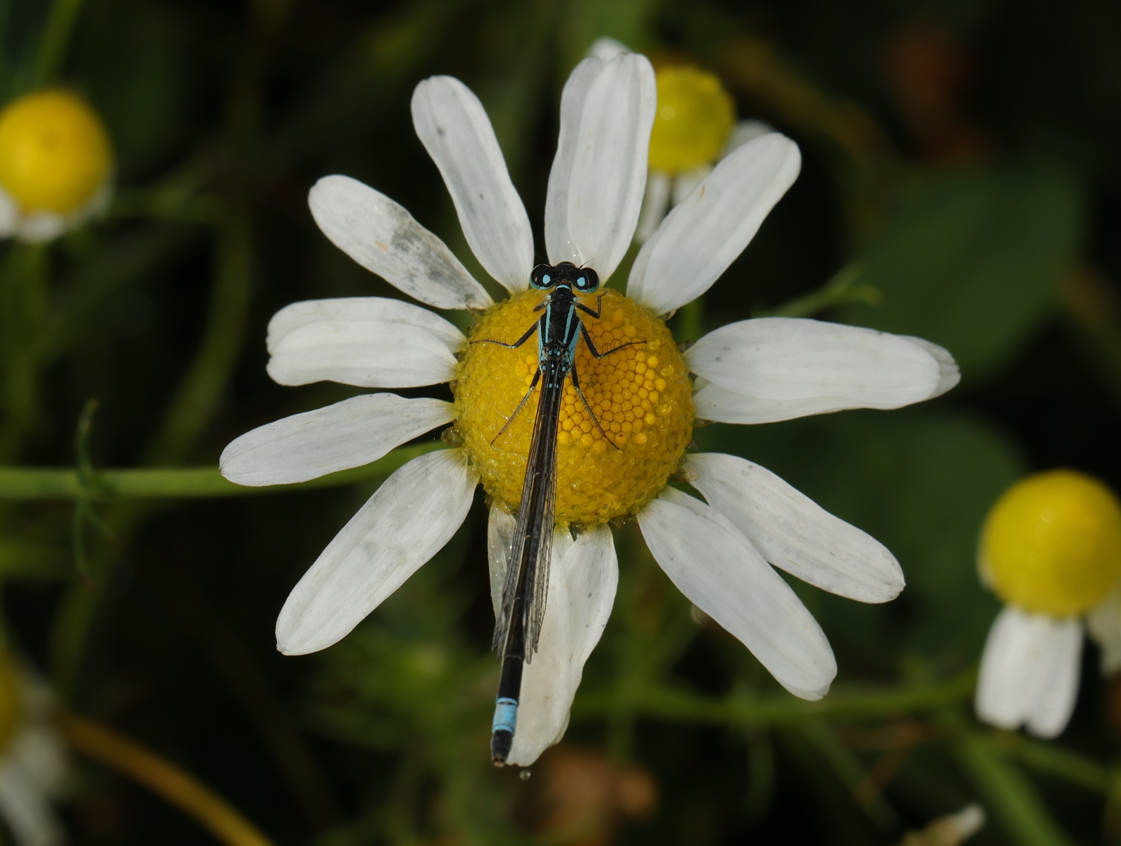 Binnenveldse Hooilanden 210724 Bennekom 48A0247