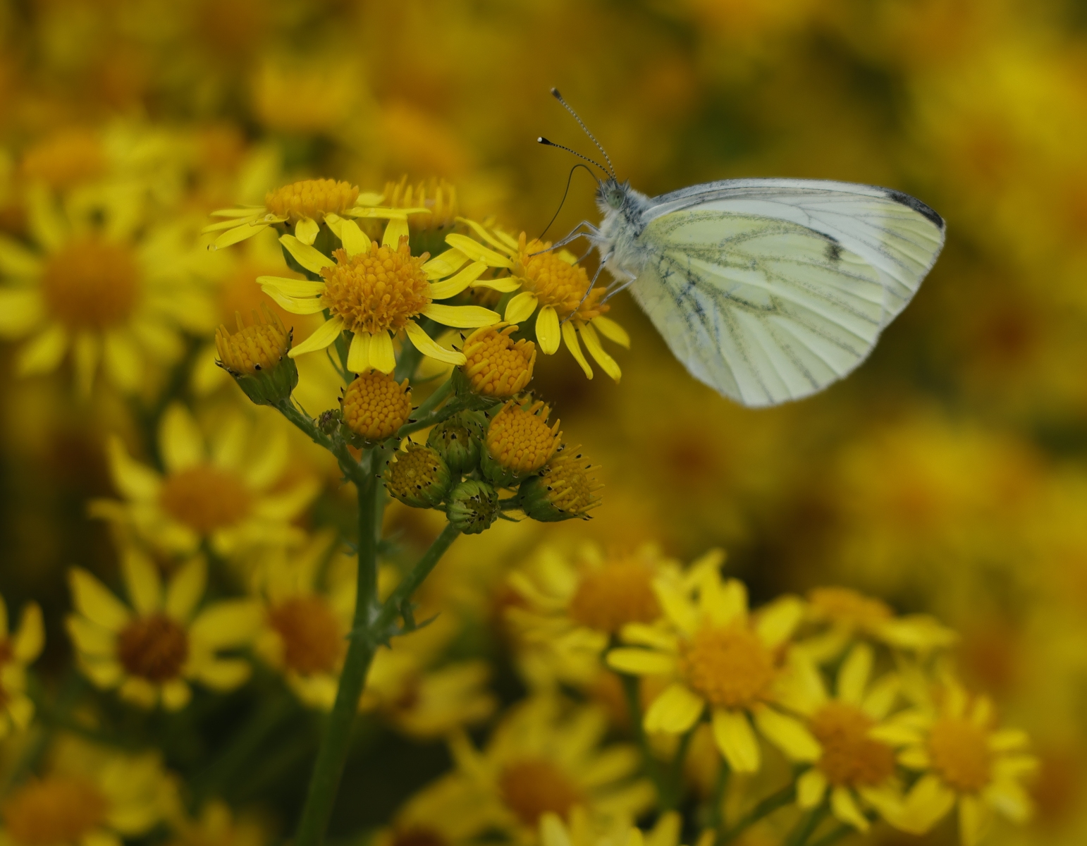 Binnenveldse Hooilanden 210724 Bennekom 48A0266