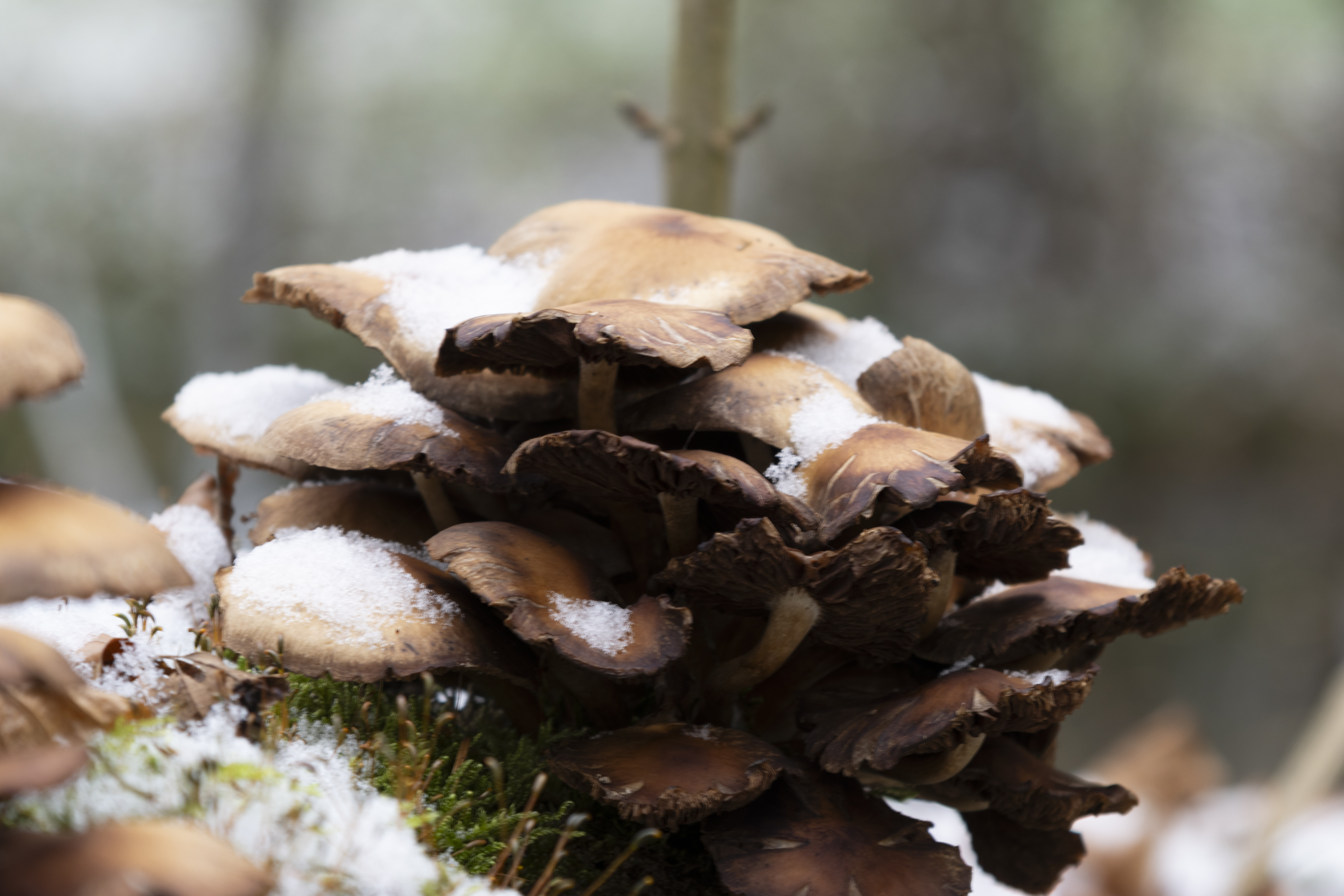 Hemelse Berg 231125 Oosterbeek 48A1819