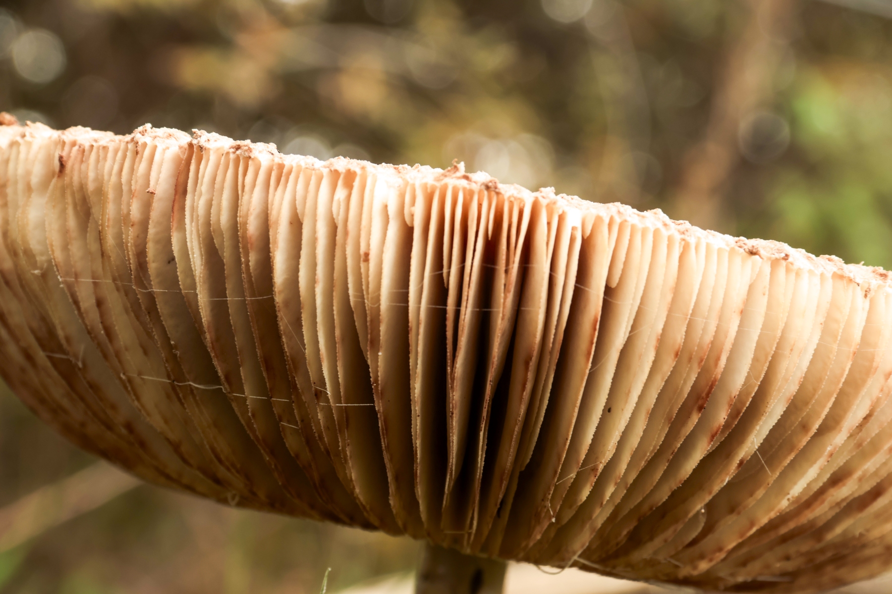 Het Quin 201024 Afferden 48A0535