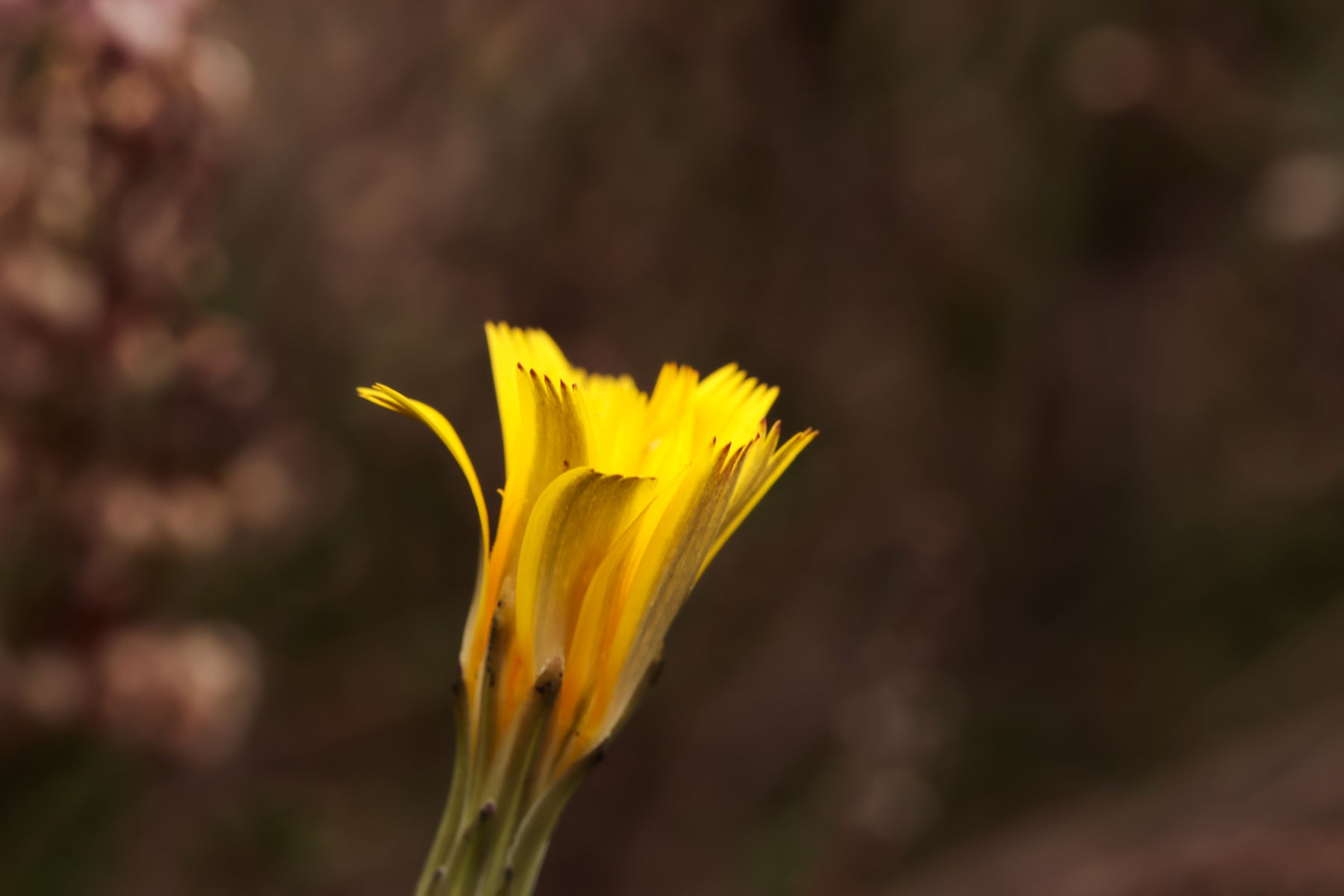 Het Quin 201024 Afferden 48A0572