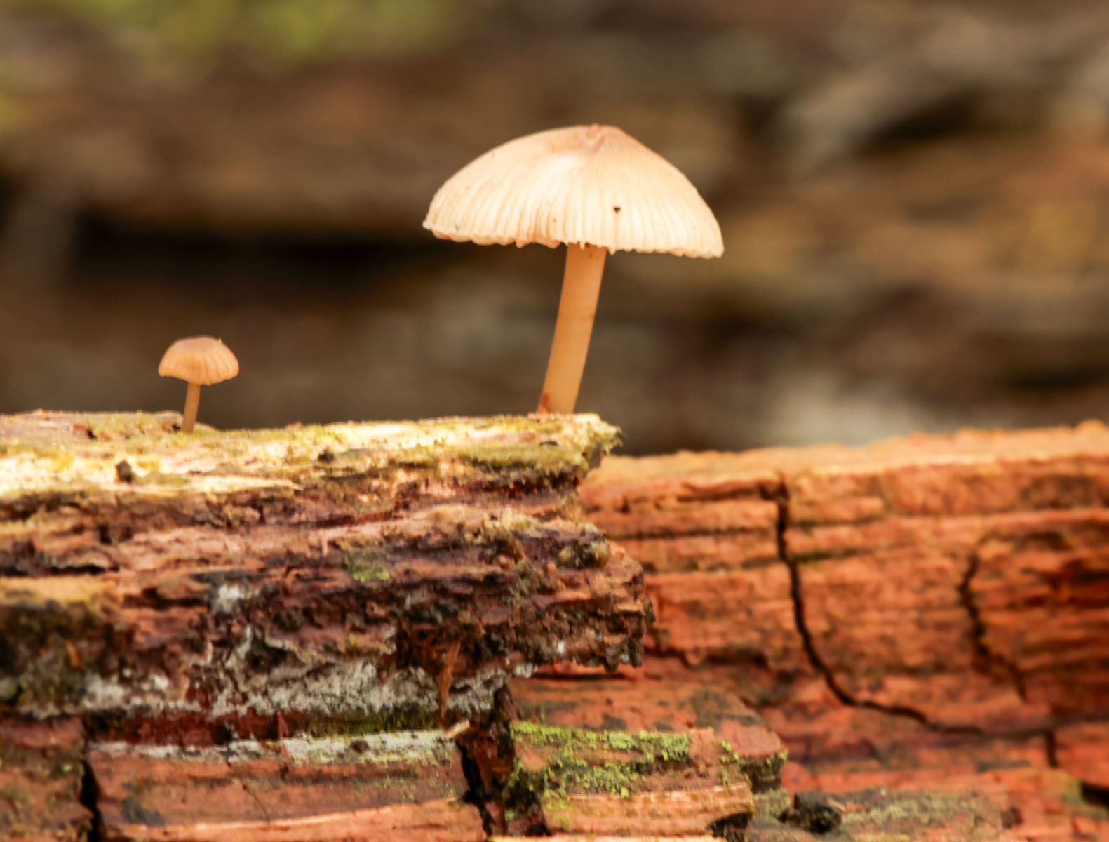 Het Quin 201024 Afferden 48A0584