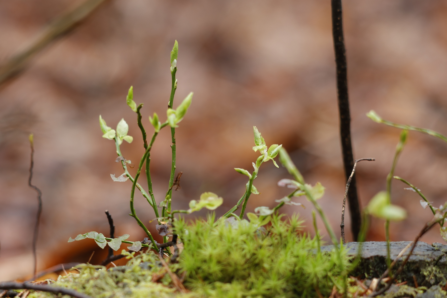 Kasteel Hoekelum 240324 Bennenkom 48A9427