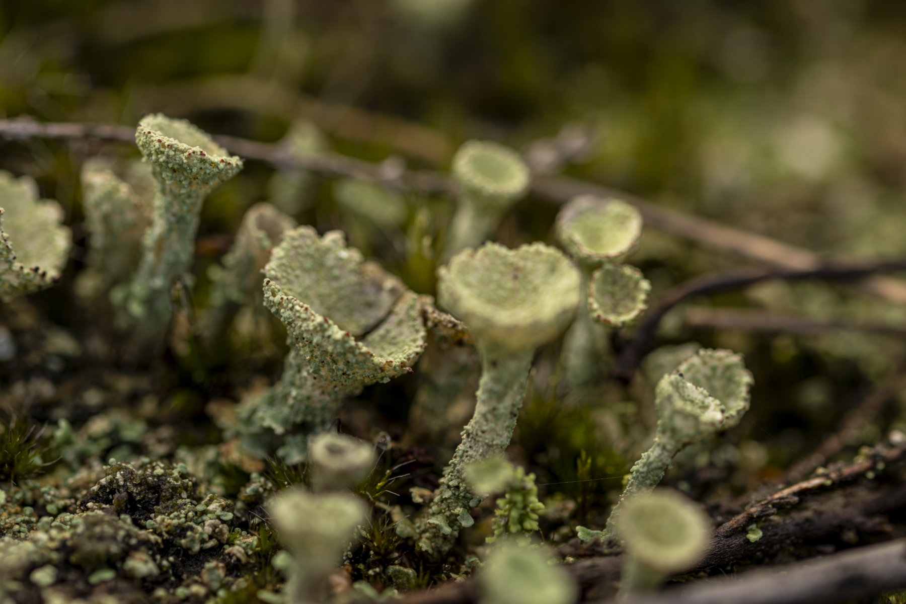 Loenermark 191123 Loenen 48A8936 Verbeterd NR