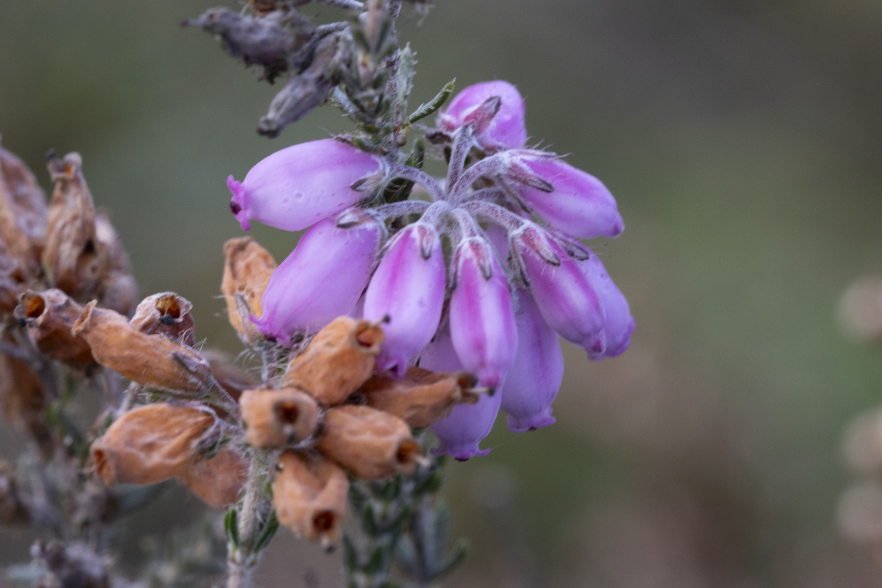 Loenermark 191123 Loenen 48A8942