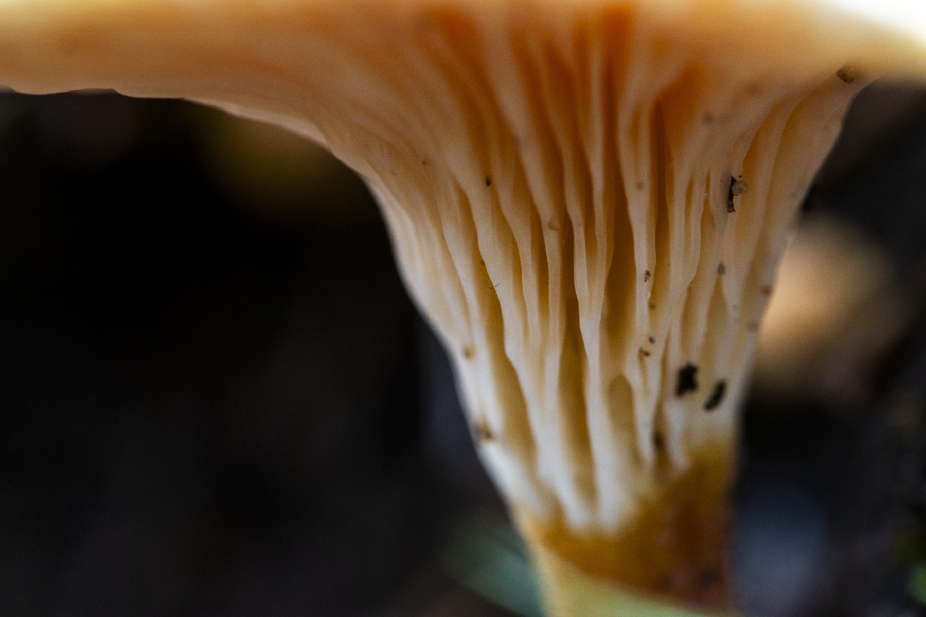 Loenermark 191123 Loenen 48A8961