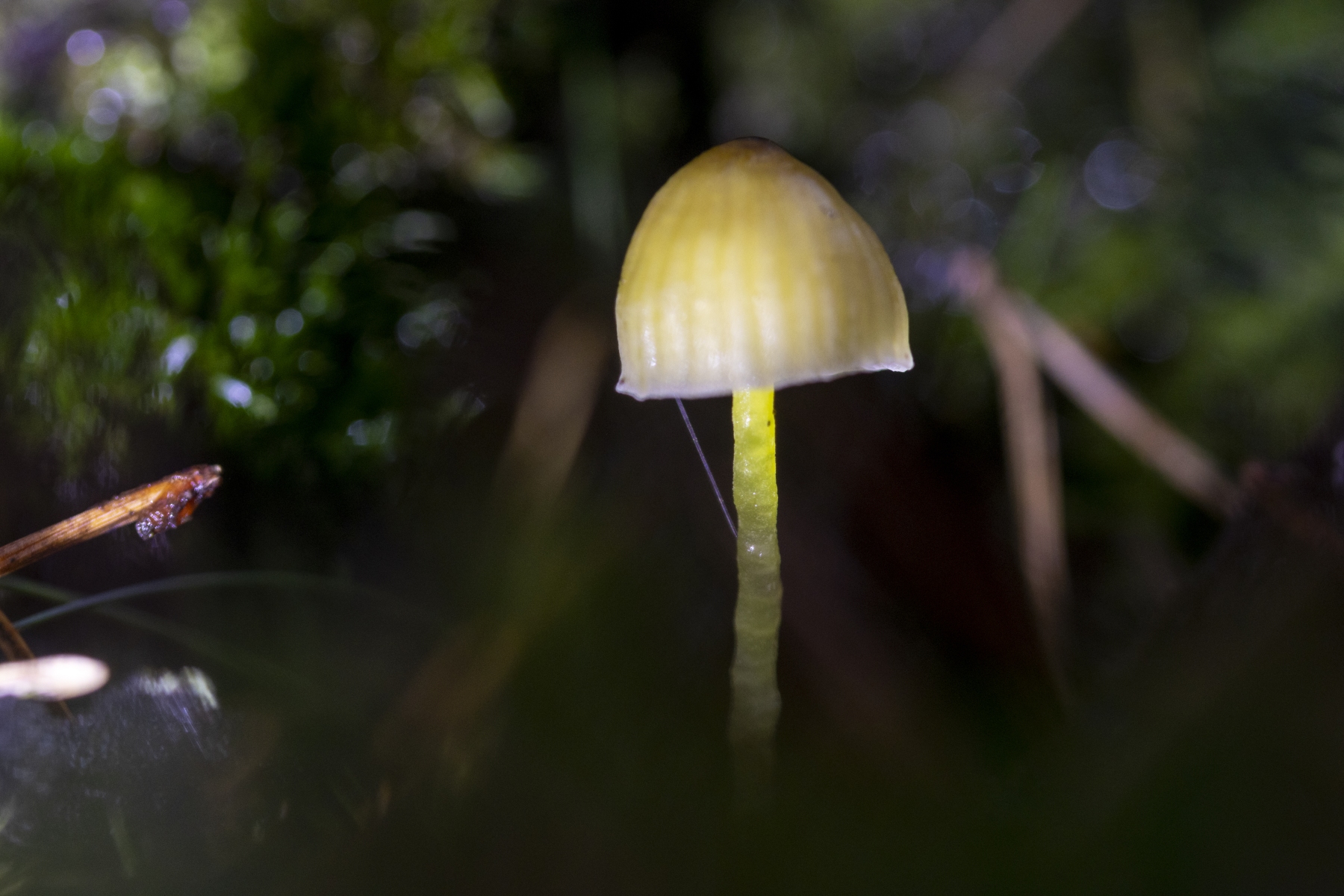 Loenermark 191123 Loenen 48A8990