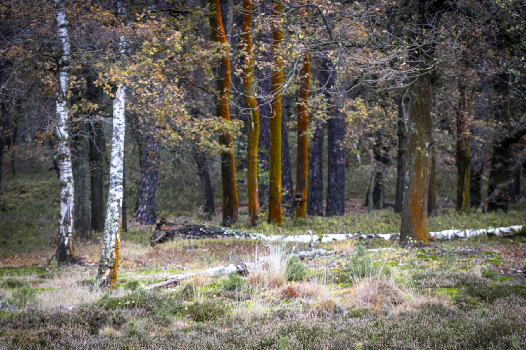 Loenermark 191123 Loenen 48A8995