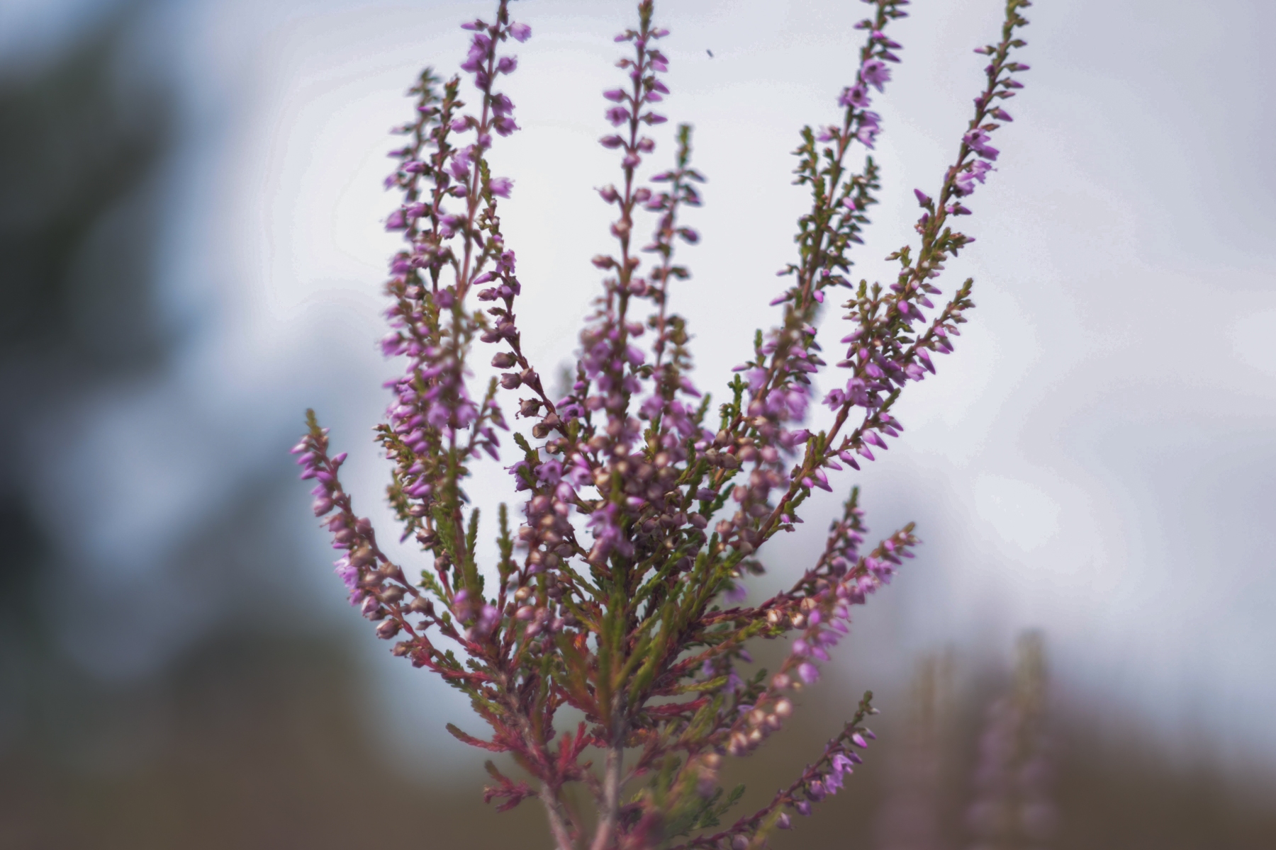 Maasduinen 270725 Wellerlooi 48A1219