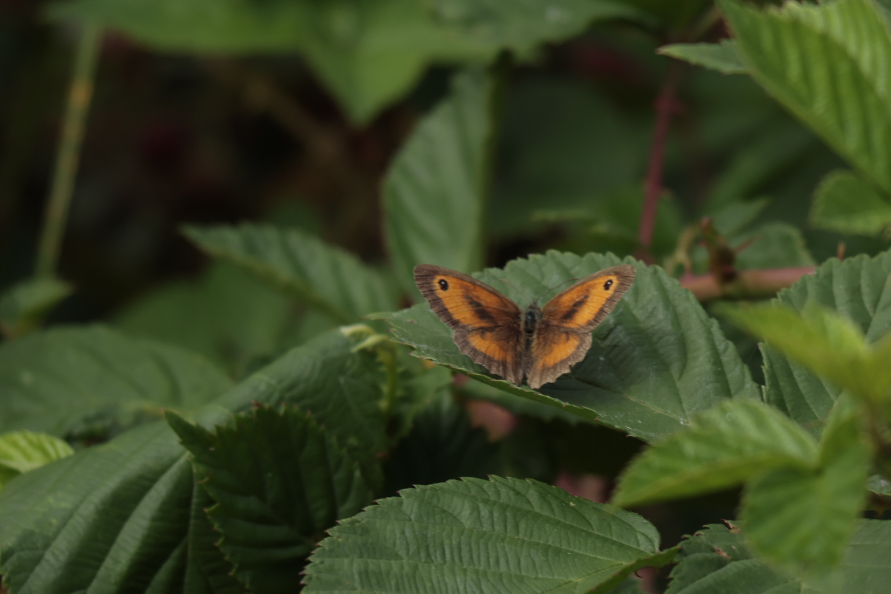 Maasduinen 270725 Wellerlooi 48A1245