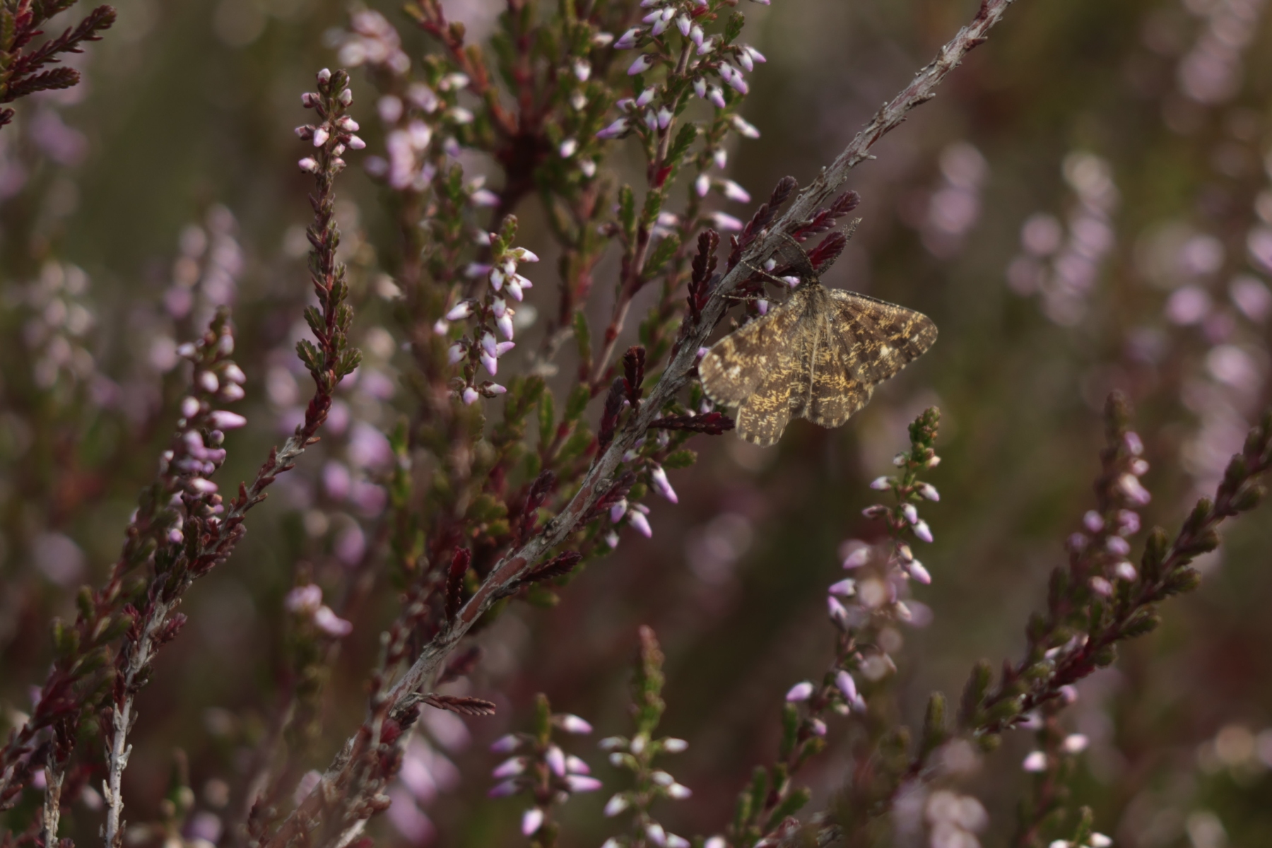 Maasduinen 270725 Wellerlooi 48A1248