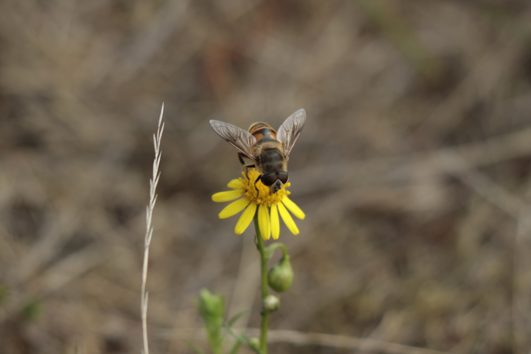 Maasduinen 270725 Wellerlooi 48A1253