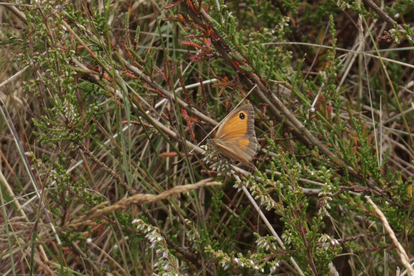 Maasduinen 270725 Wellerlooi 48A1286