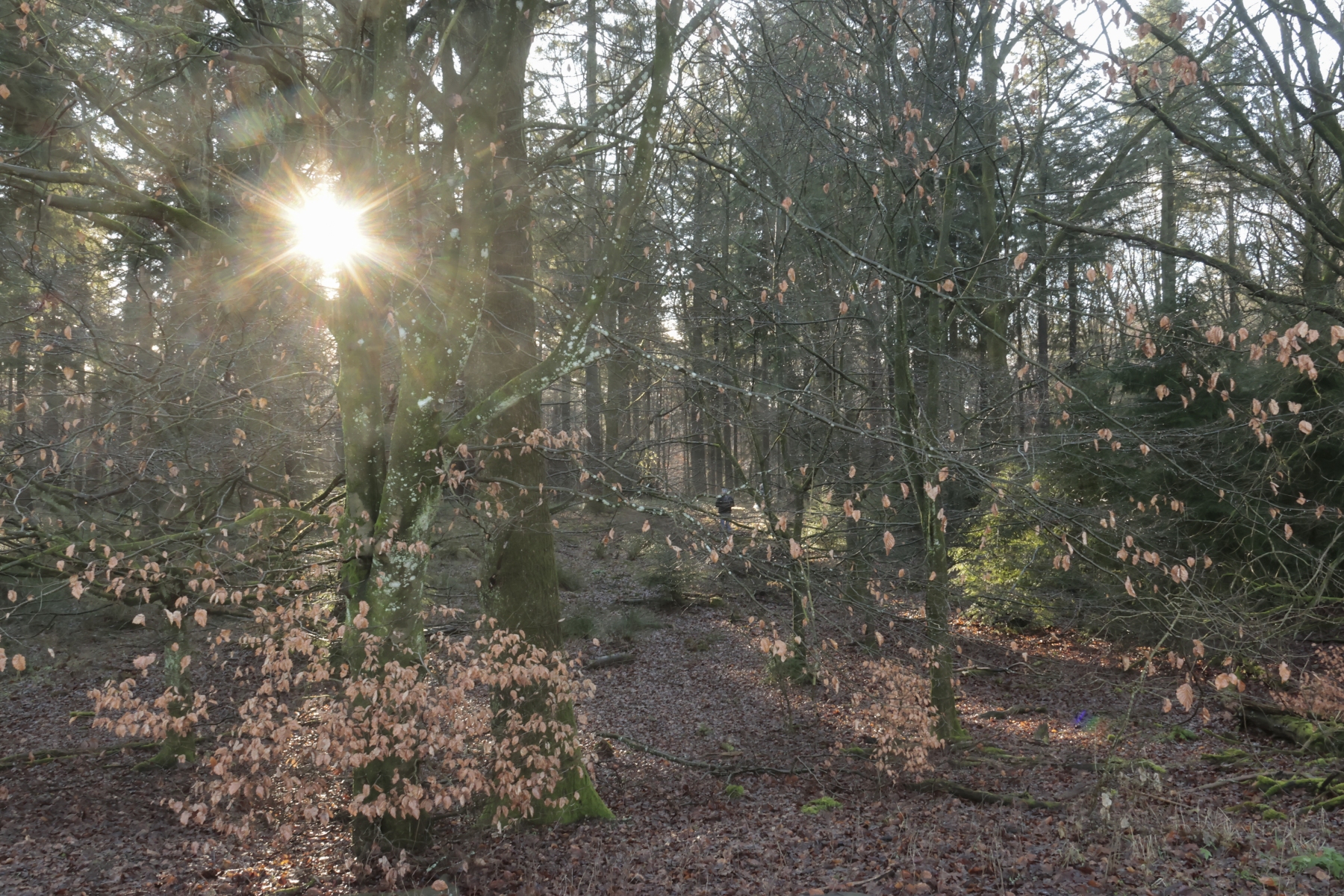 Onzalige bossen 260125 De Steeg 48A0681