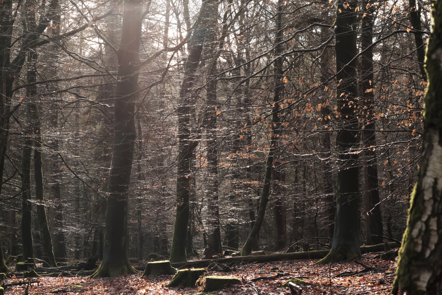 Onzalige bossen 260125 De Steeg 48A0689