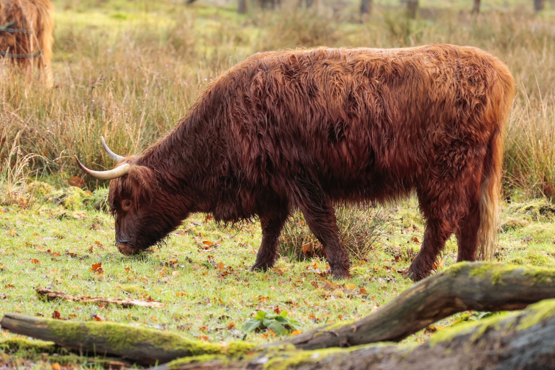 Onzalige bossen 260125 De Steeg 48A0697