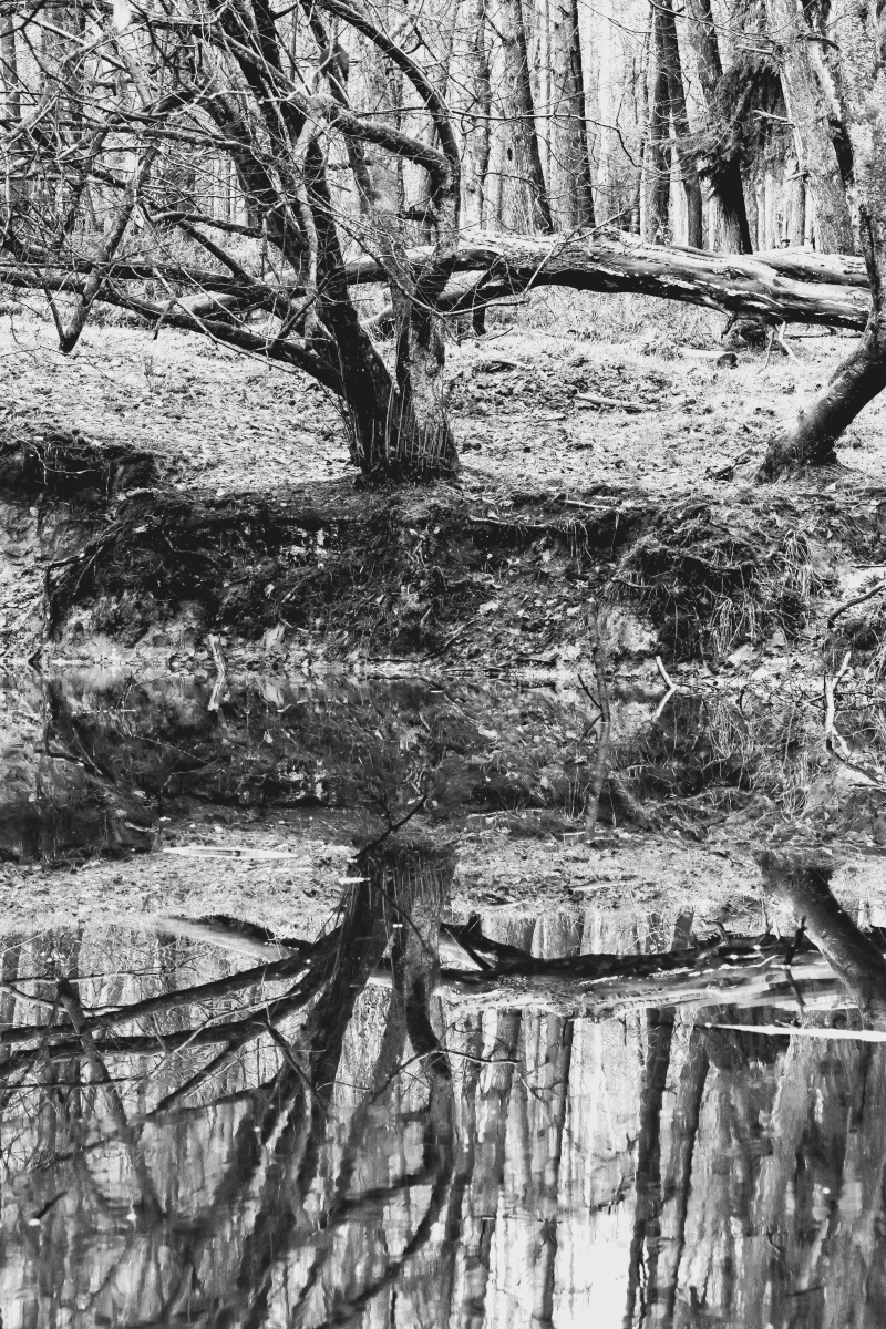 Onzalige bossen 260125 De Steeg 48A0711