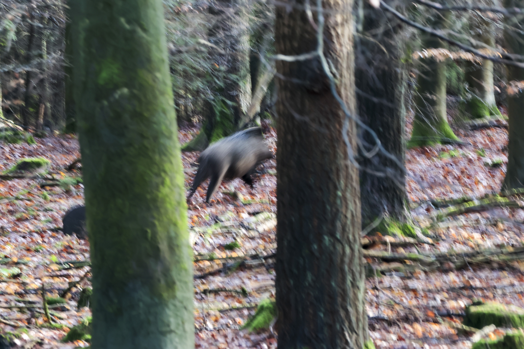 Onzalige bossen 260125 De Steeg 48A0716