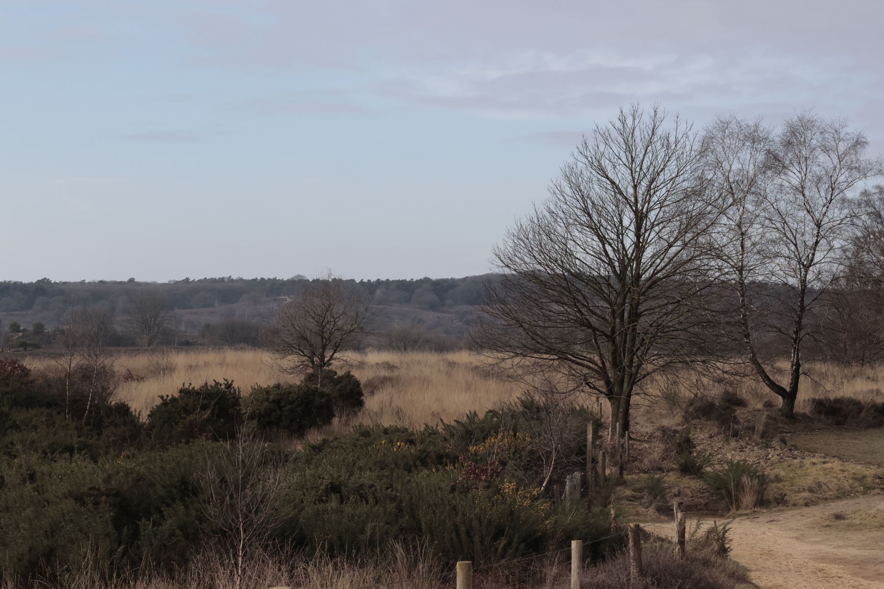 Posbank 160225 De Steeg 48A0785