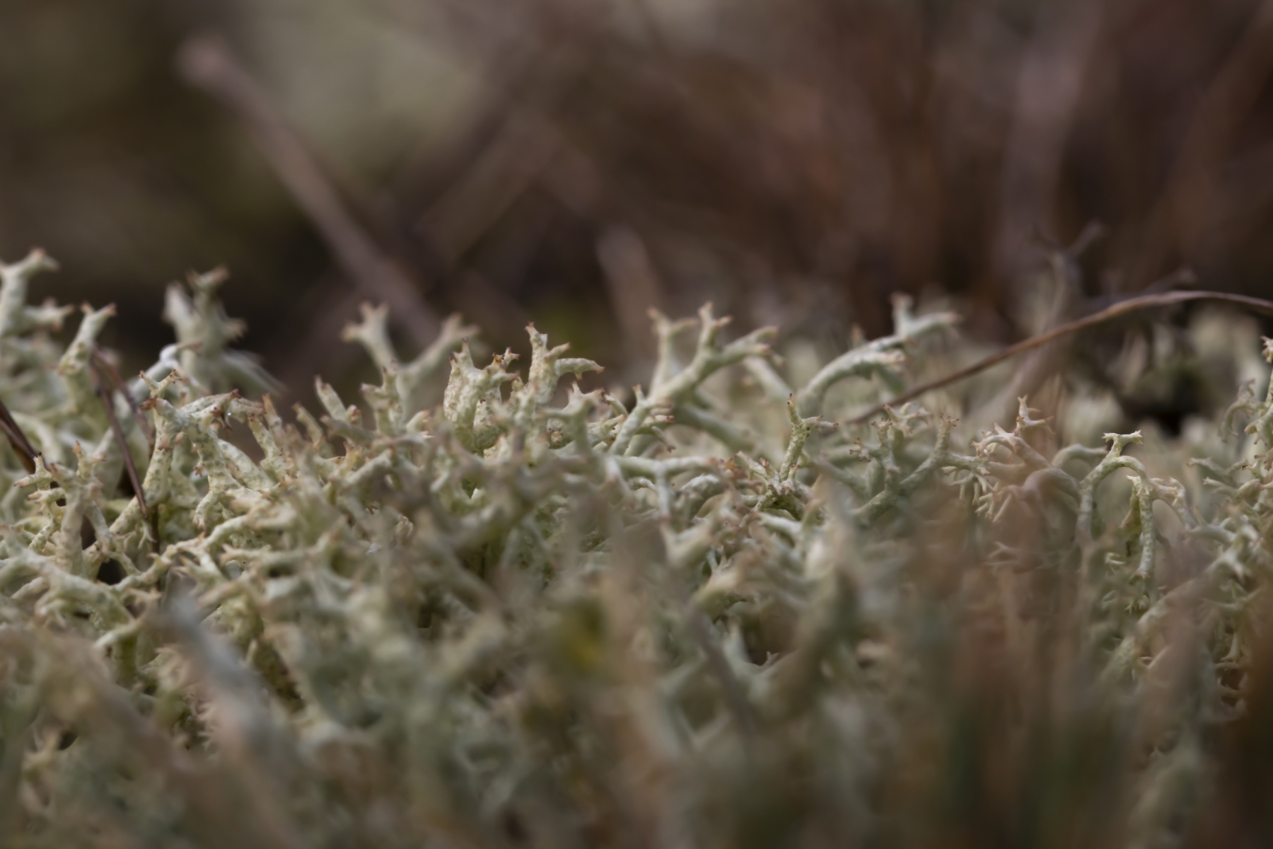 Wekeromse zand 250224 Wekerom 48A9240