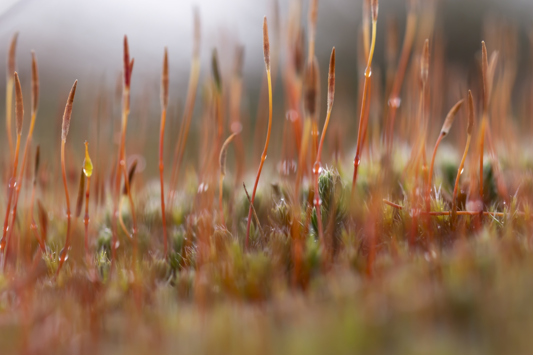 Wekeromse zand 250224 Wekerom 48A9245