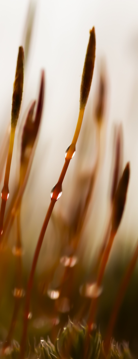 Wekeromse zand 250224 Wekerom 48A9248