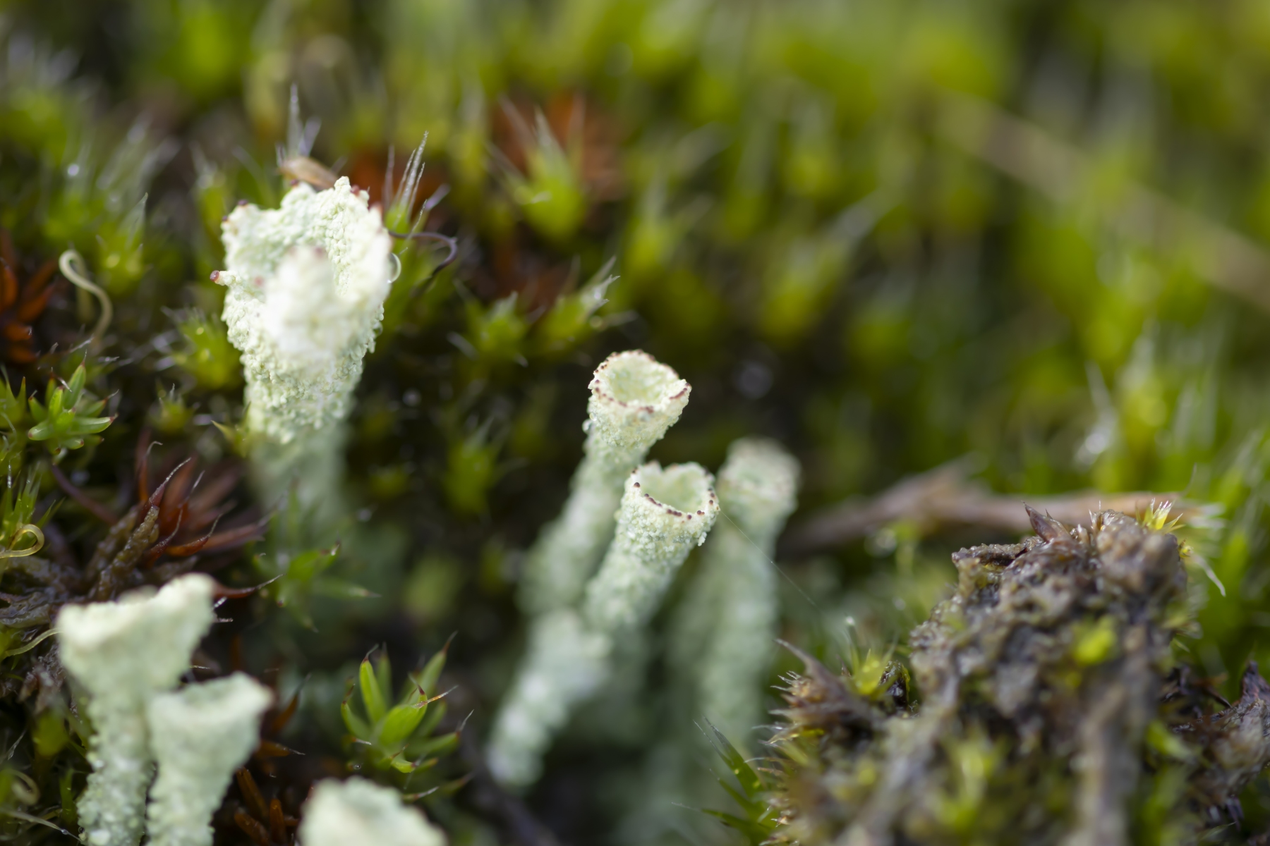 Wekeromse zand 250224 Wekerom 48A9258