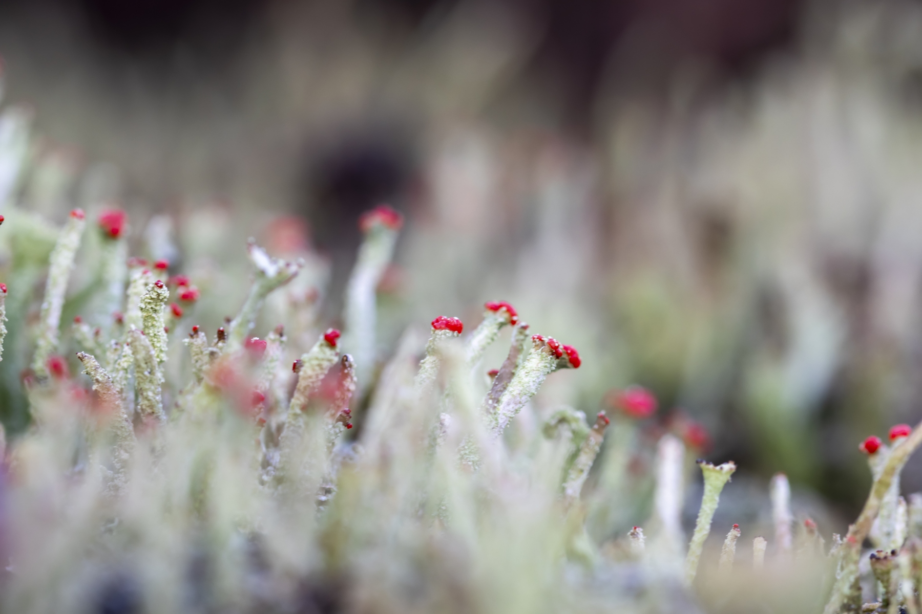 Wekeromse zand 250224 Wekerom 48A9264