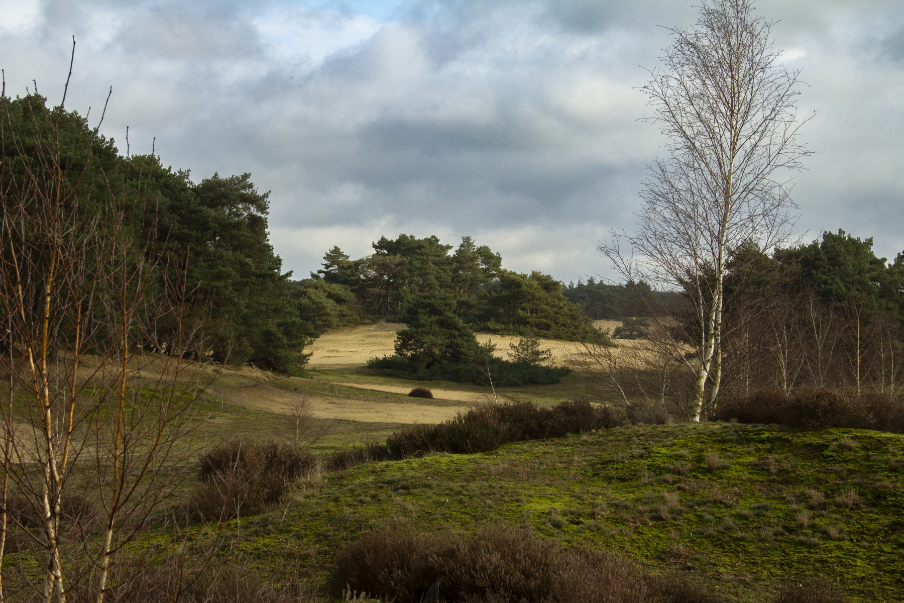 Wekeromse zand 250224 Wekerom MG 7875