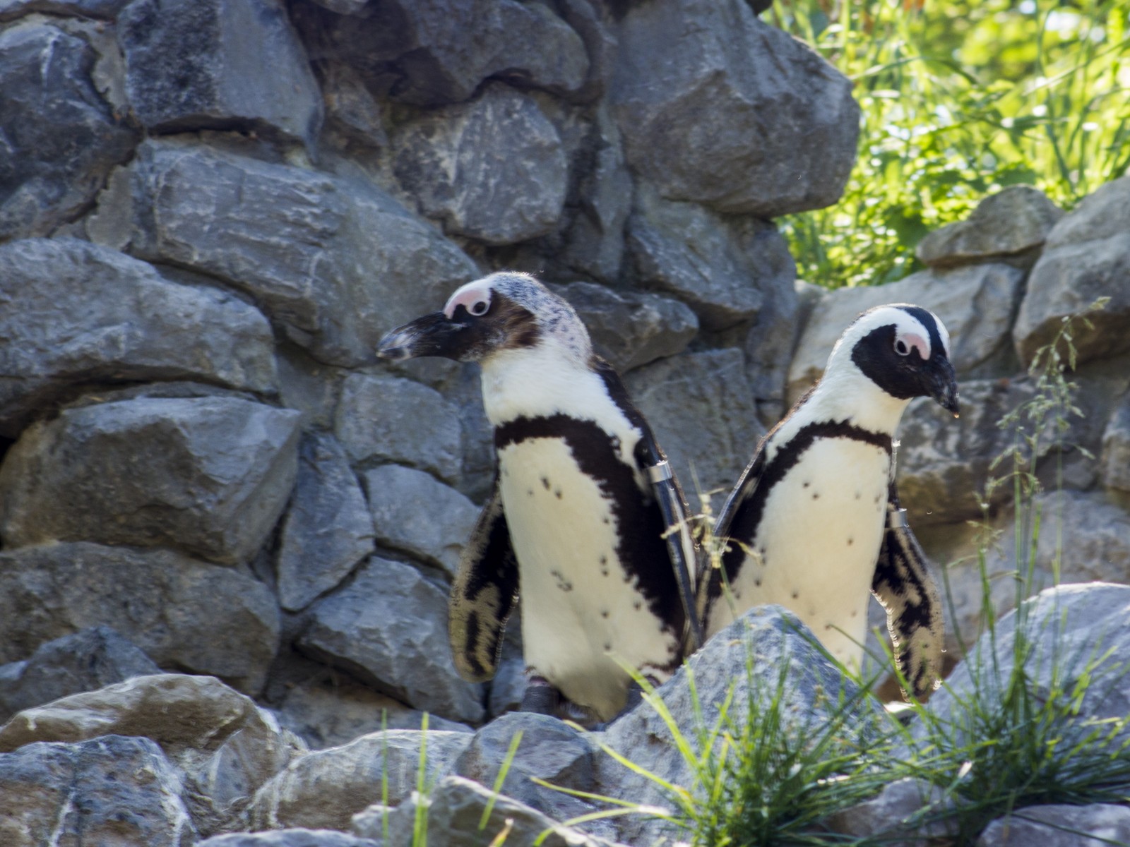 burgers zoo 230619 arnhem mg 6683 1