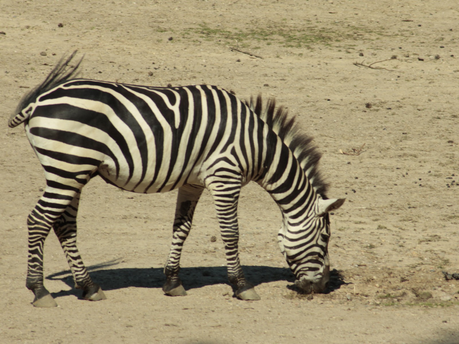 burgers zoo 230619 arnhem mg 6700 1