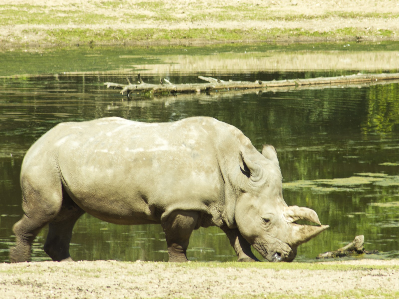 burgers zoo 230619 arnhem mg 6723 1