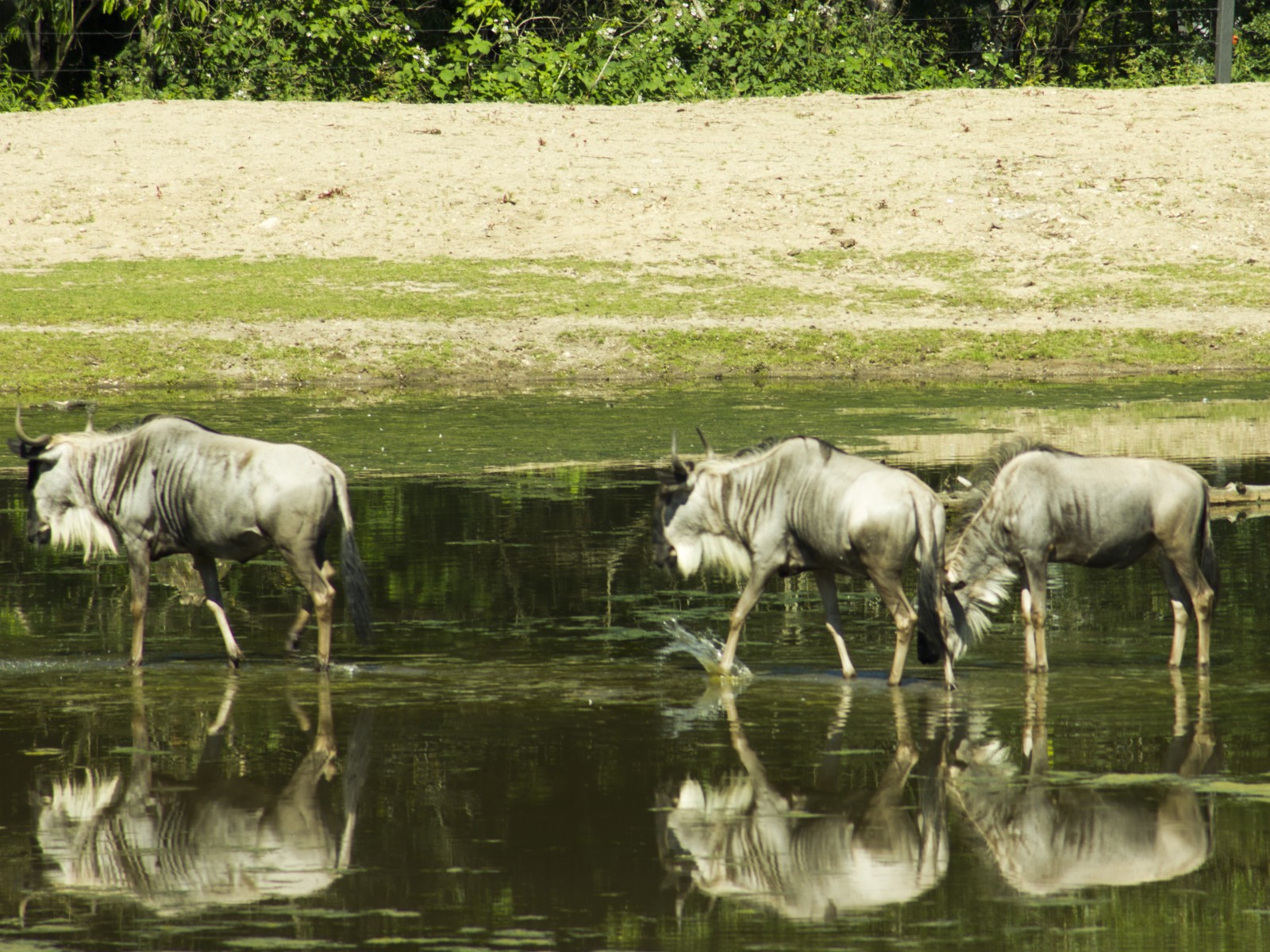 burgers zoo 230619 arnhem mg 6729 1